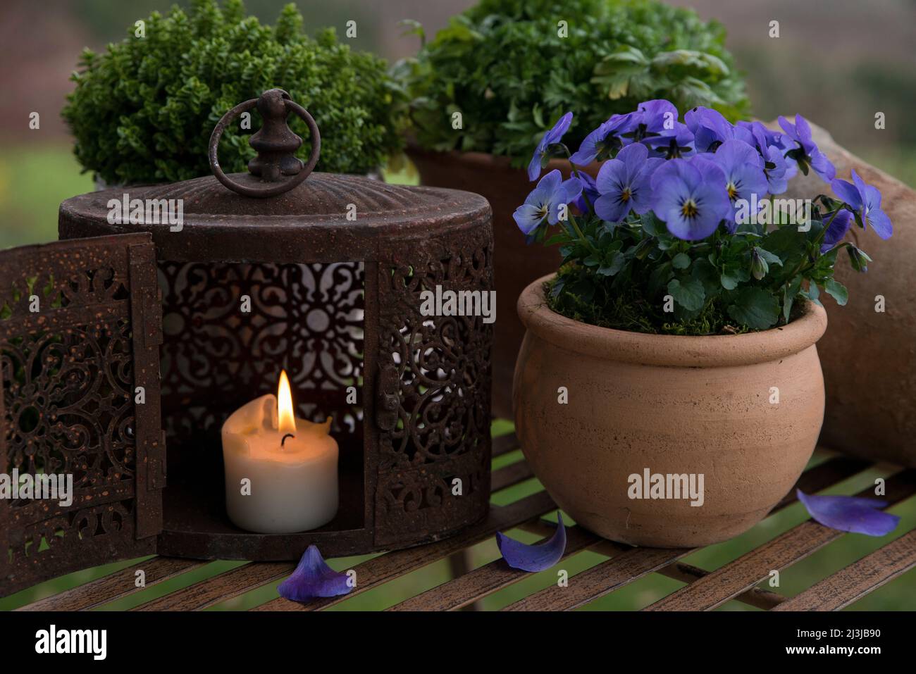 Still life, pot with blue flowering horn violets, burning candle in an old lantern Stock Photo
