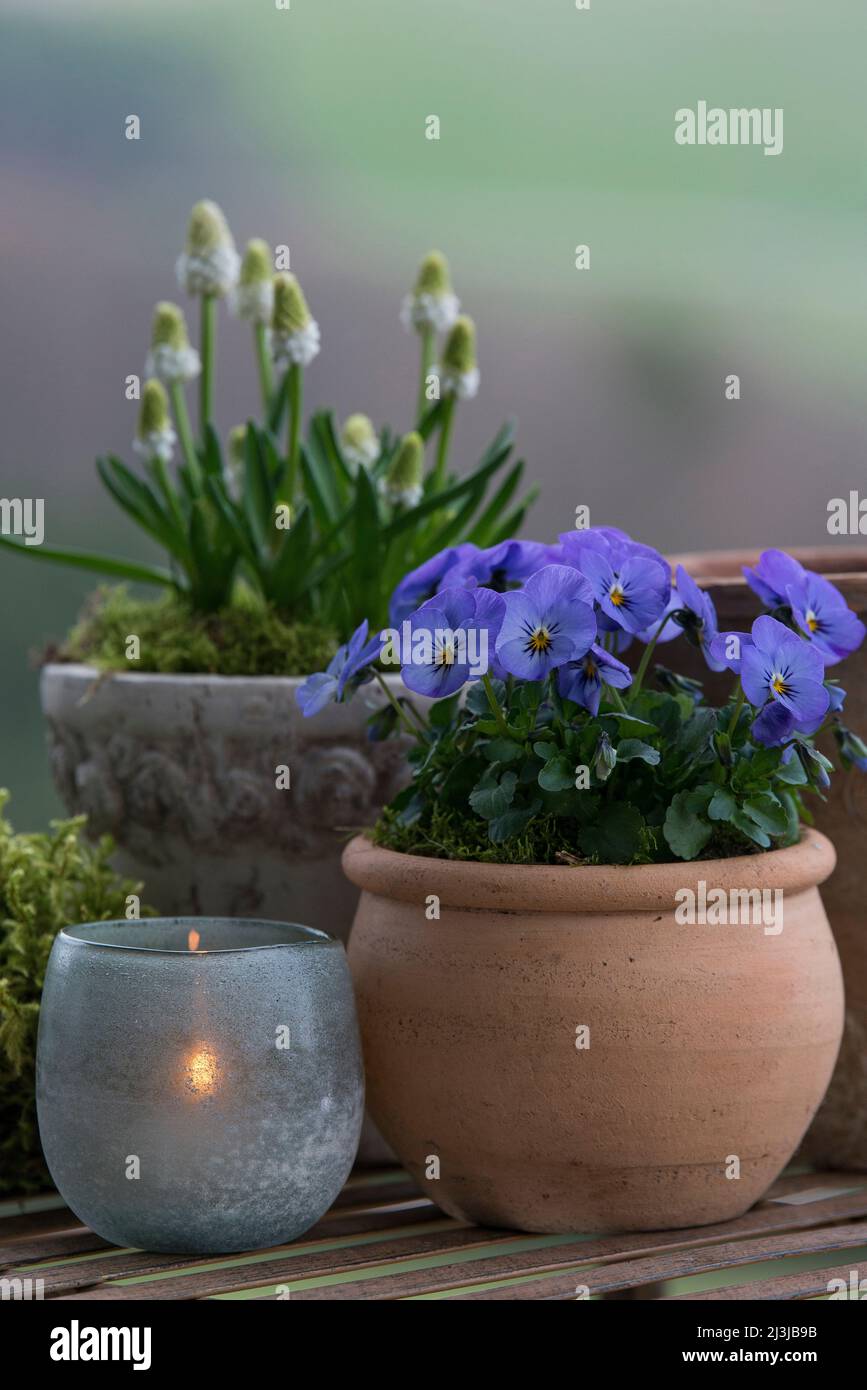 Still life, pots with blooming spring flowers and a lantern stand on a table Stock Photo