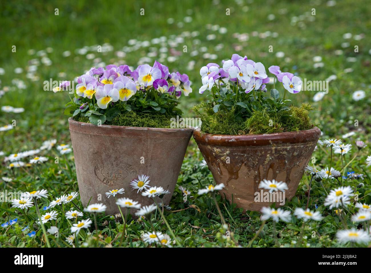 Pots with colorful horned violets (Viola cornuta), meadow with daisies Stock Photo