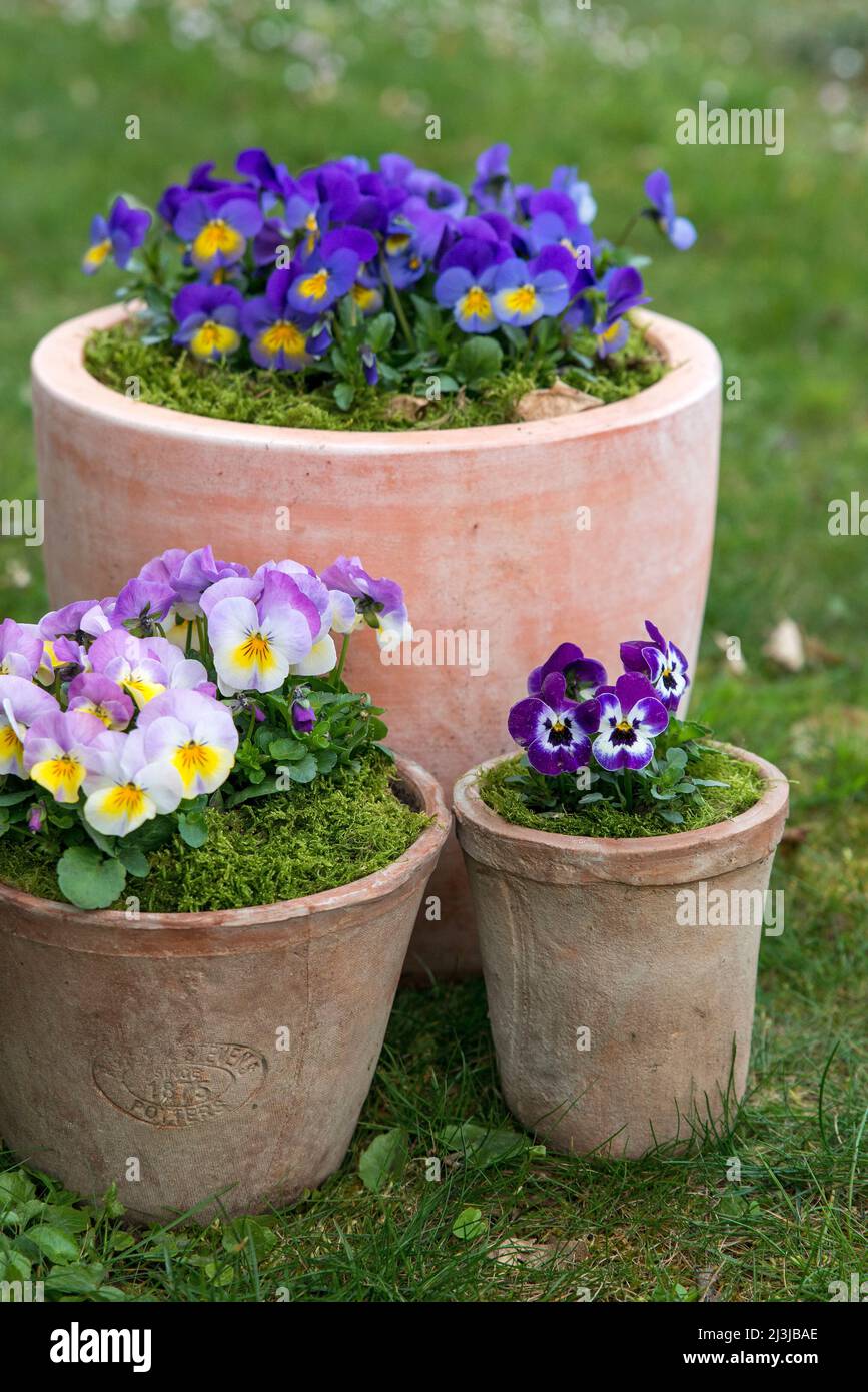 Pots with colorful horned violets (Viola cornuta Stock Photo - Alamy