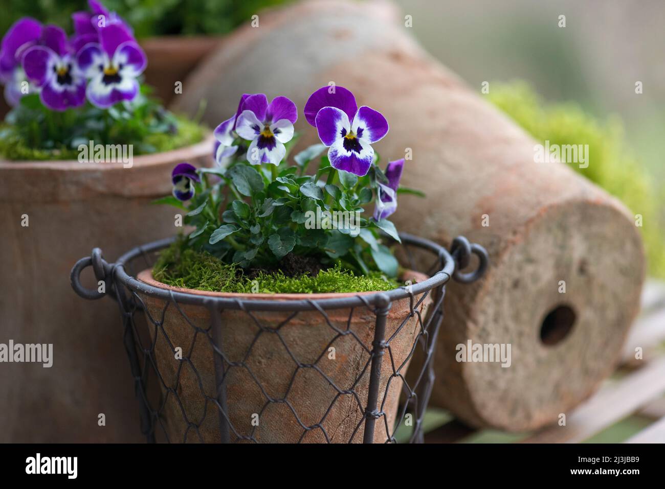 Pots with horned violets (Viola cornuta), flowers in purple and white Stock Photo