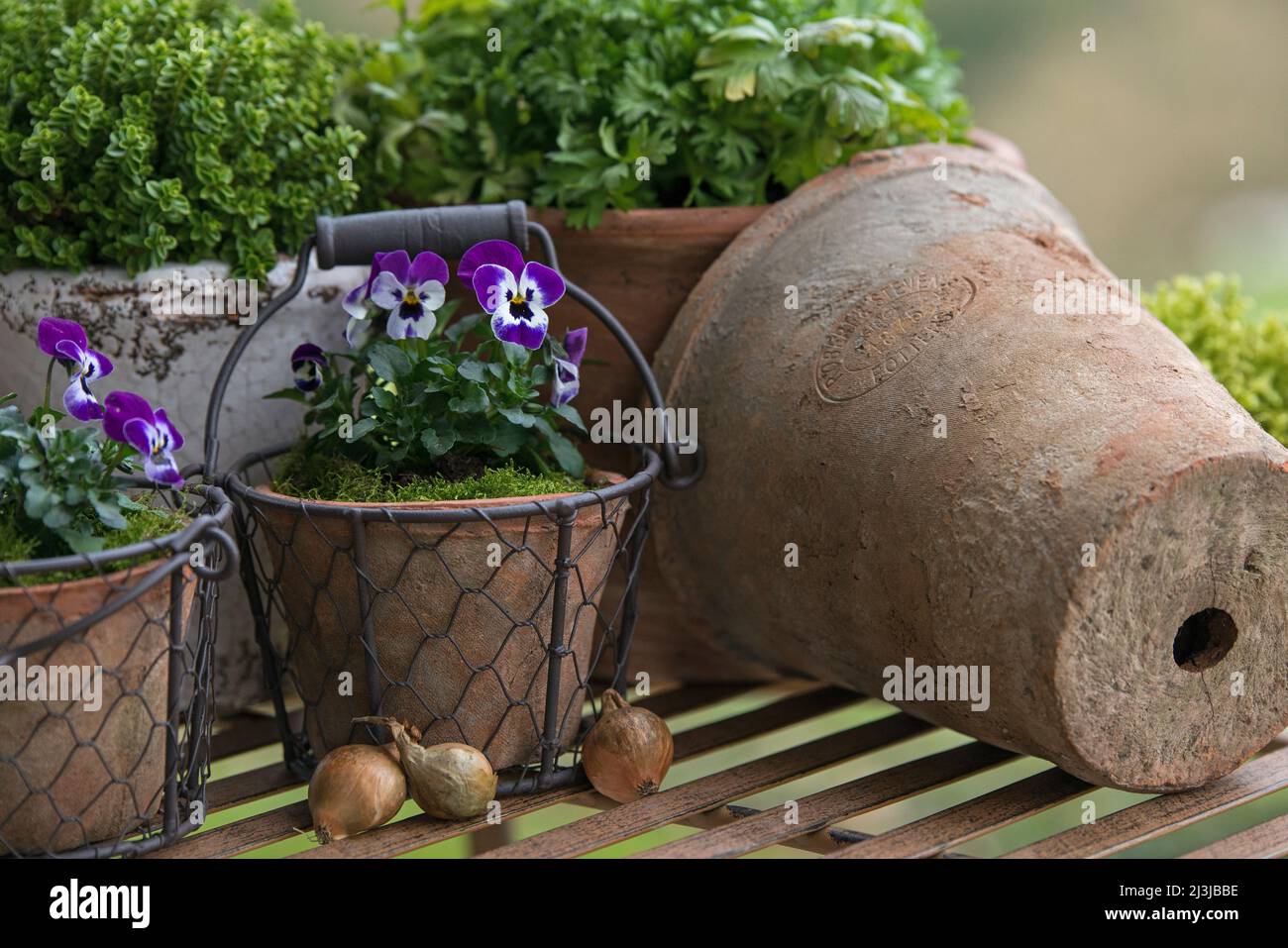 Pots with horned violets (Viola cornuta) and herbs stand on a table Stock Photo