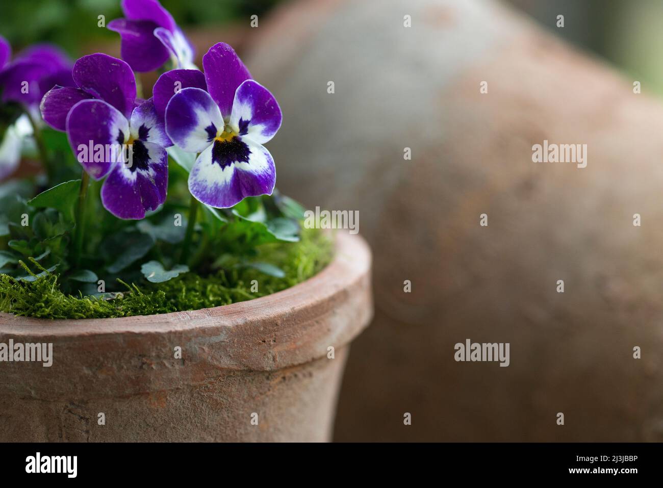 Horned violet (Viola cornuta) in a pot, flowers in purple and white Stock Photo