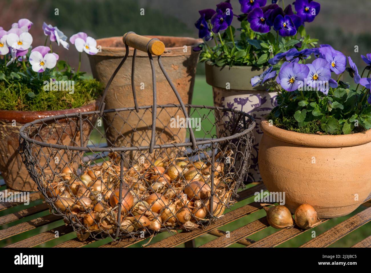 Basket with bulbs and pots with colorful horned violets (Viola cornuta) Stock Photo