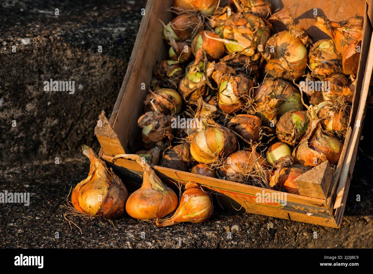 Box of onions hi-res stock photography and images - Alamy