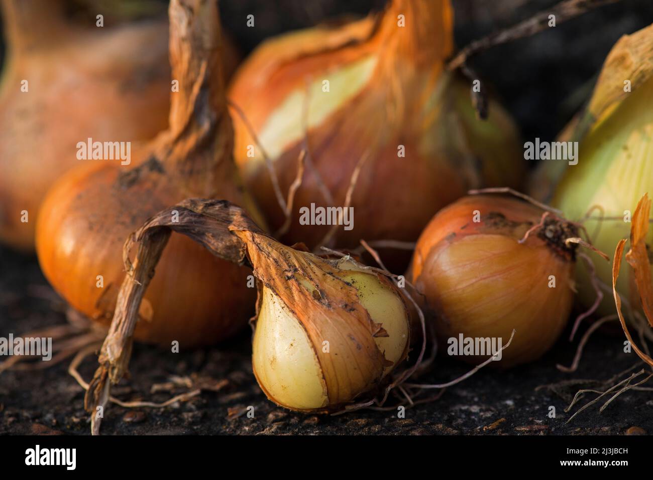 Allium cepa onions hi-res stock photography and images - Alamy