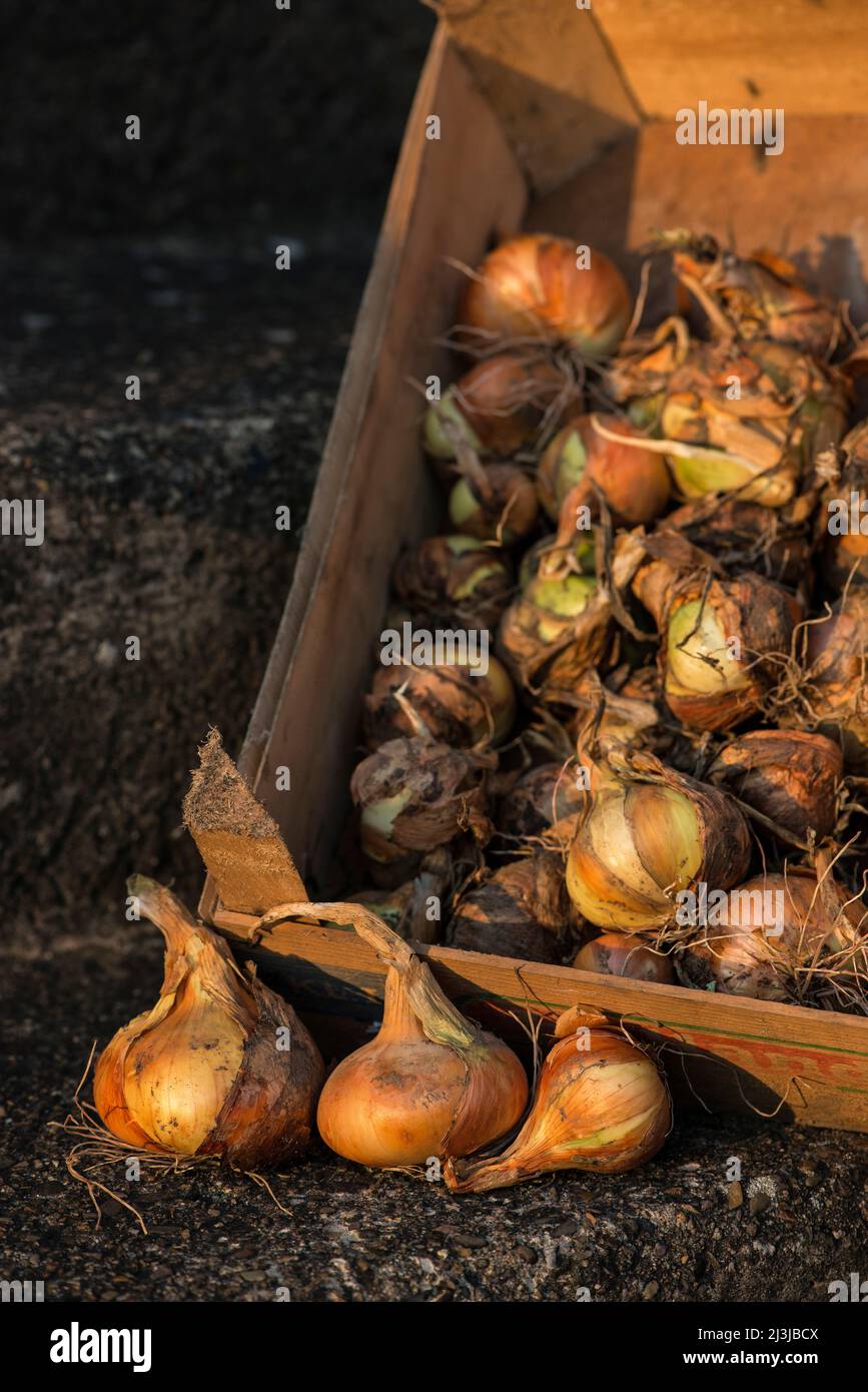 Vegetables in a box hi-res stock photography and images - Alamy