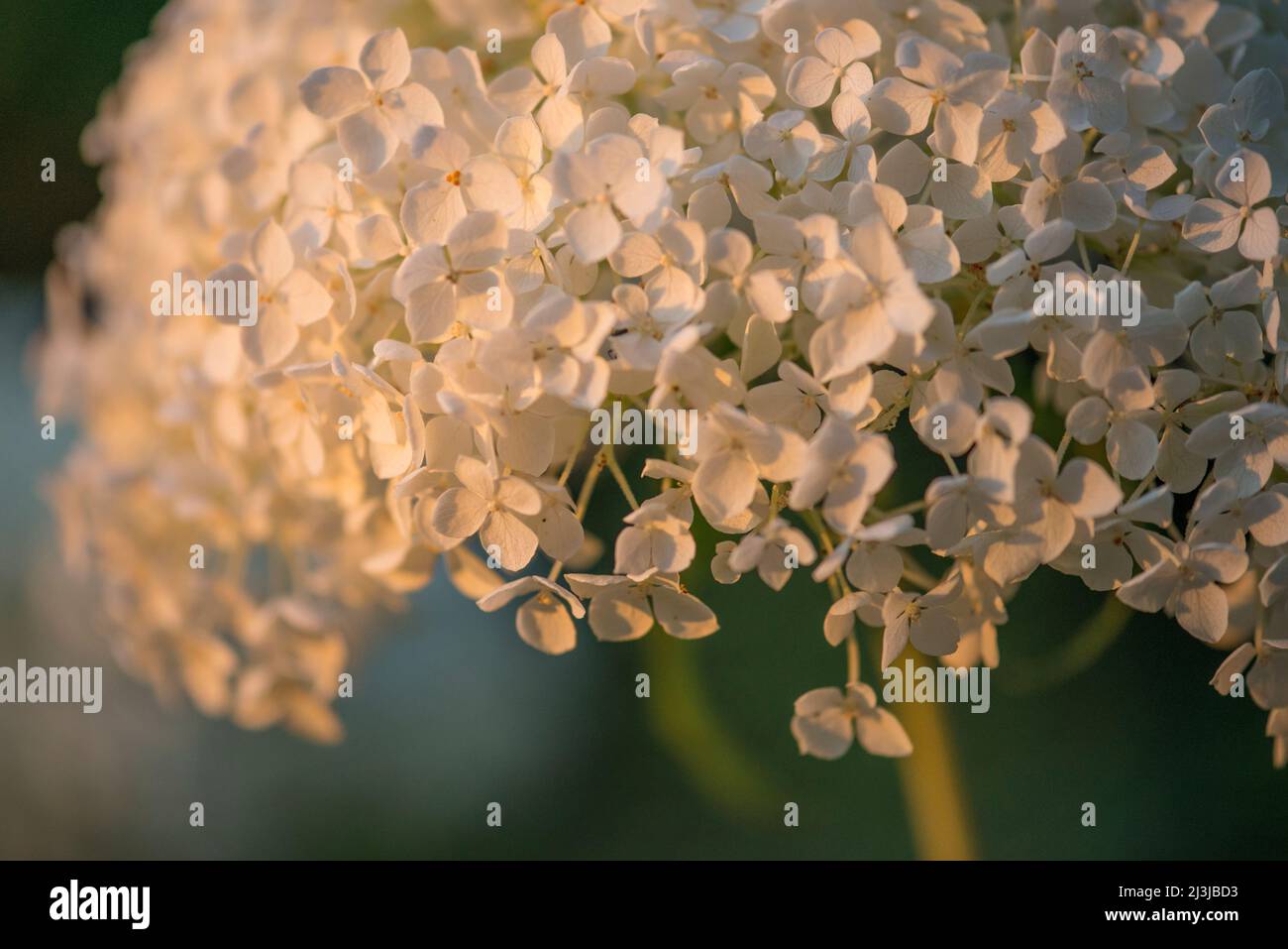 Snowball hydrangea, forest hydrangea (Hydrangea arborescens), flowers shine in the evening light Stock Photo