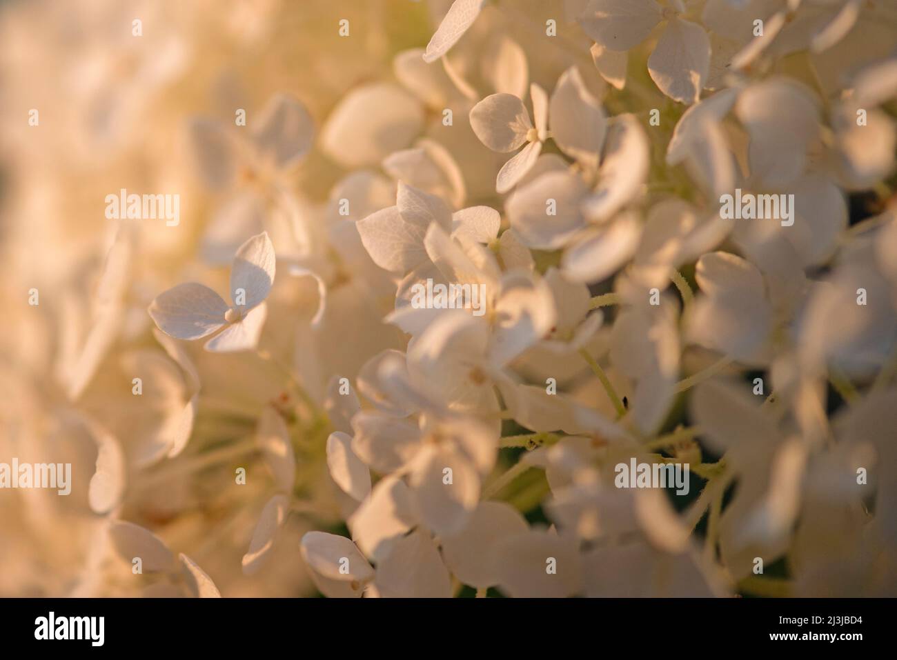 Snowball hydrangea, forest hydrangea (Hydrangea arborescens), flowers shine in the evening light Stock Photo