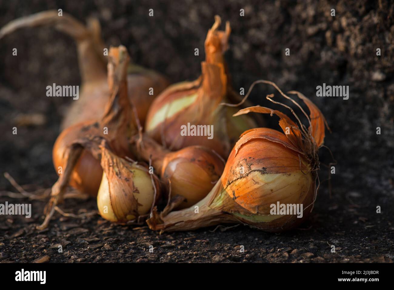 Allium cepa crop hi-res stock photography and images - Alamy