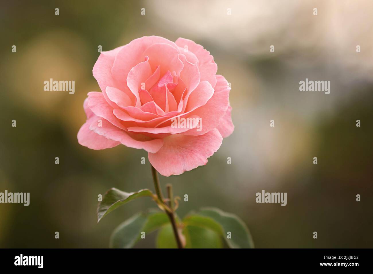 A garden rose Stock Photo Alamy
