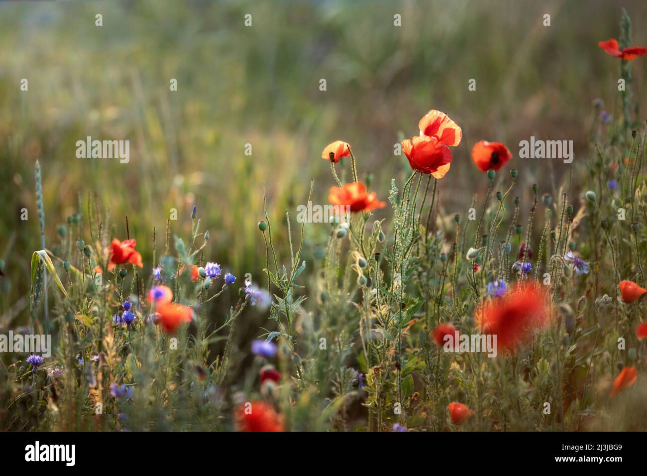 Poppy field, backlight shot, Stock Photo
