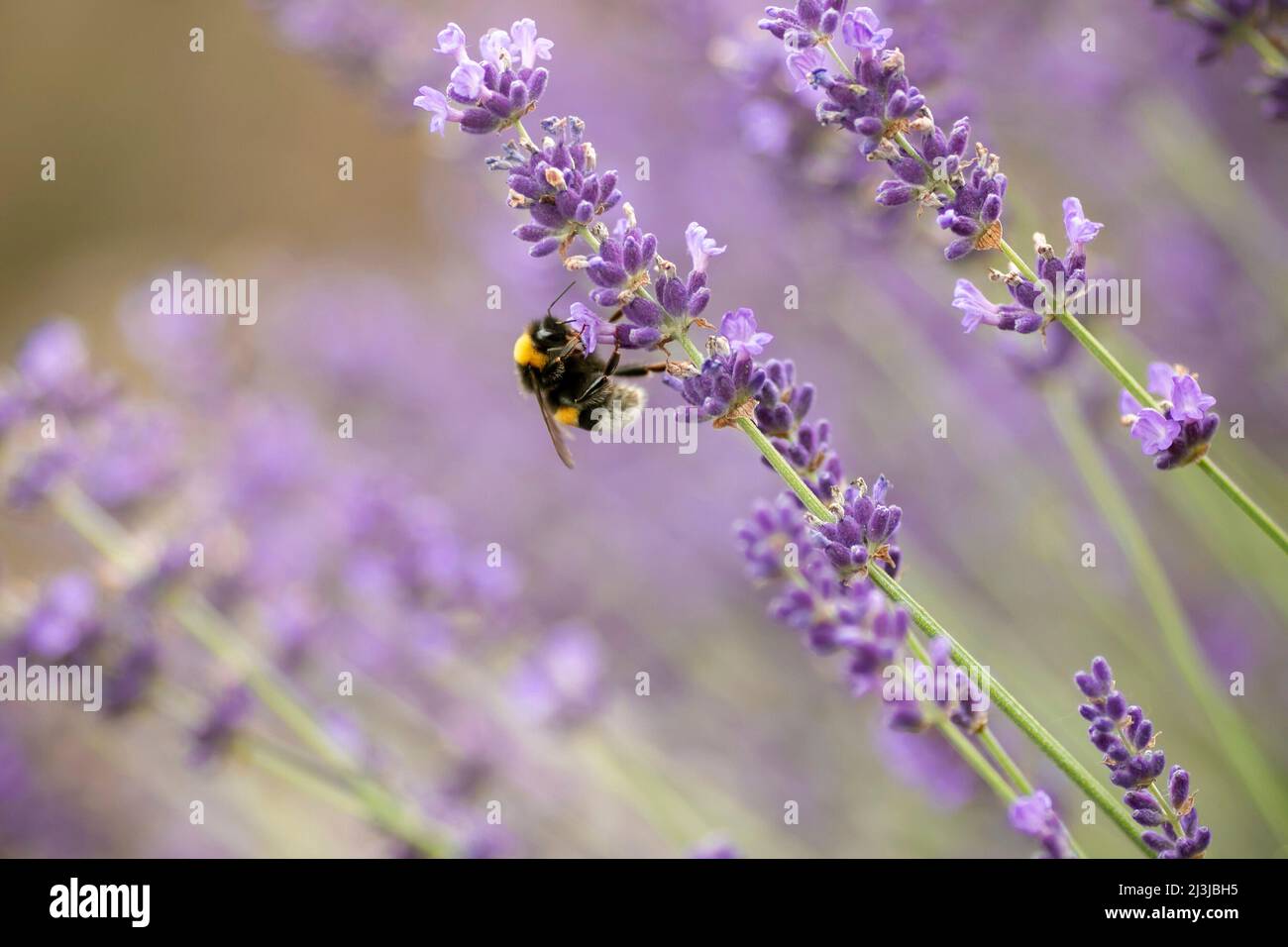 Lavender and bumblebee Stock Photo - Alamy