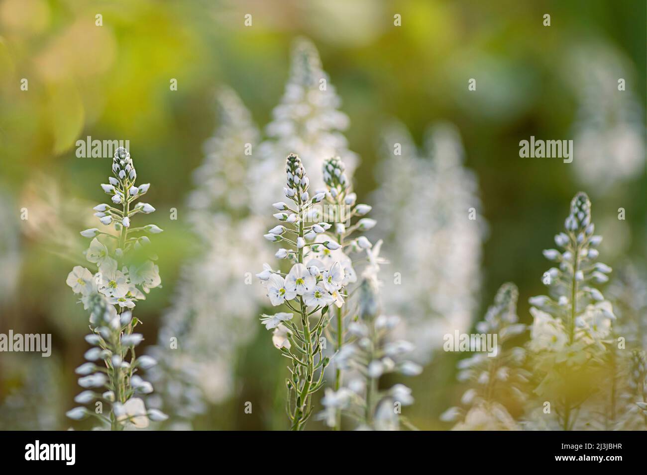 Flowers, Eremurus Robustus, White, Stock Photo