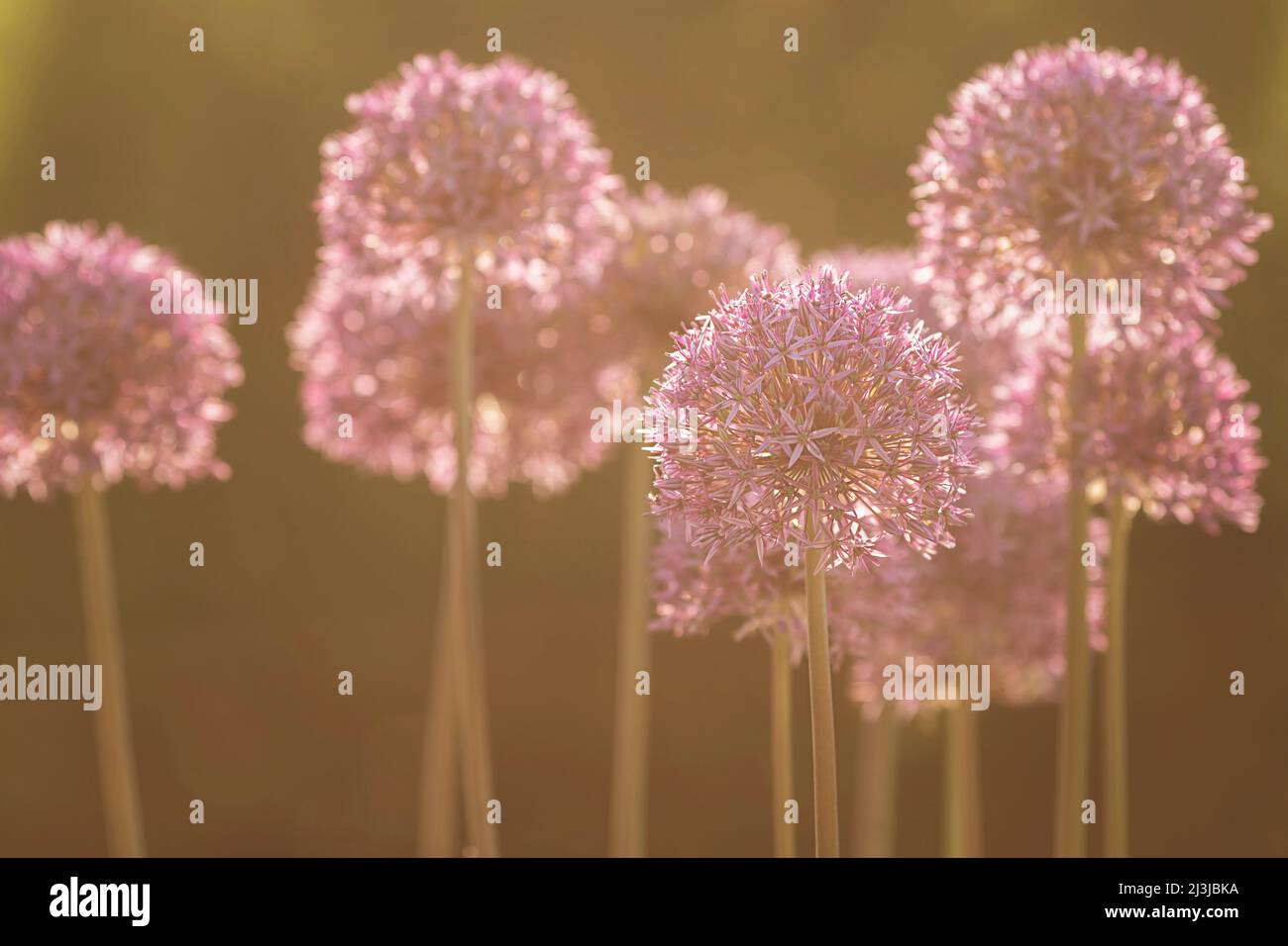 Persian onion, backlight shot, Stock Photo