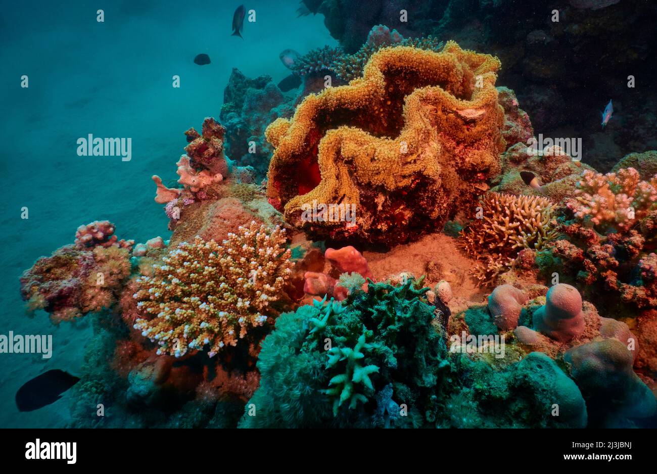 Scuba diving in the Red Sea, Makadi Bay, North Africa, Stock Photo