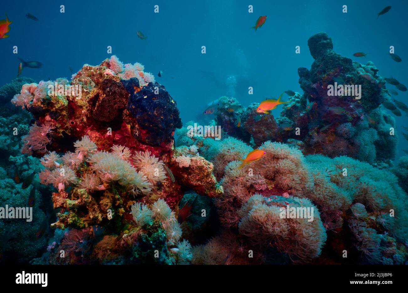Scuba diving in the Red Sea, Makadi Bay, North Africa, Coral Reef with swarm of fishes, Stock Photo
