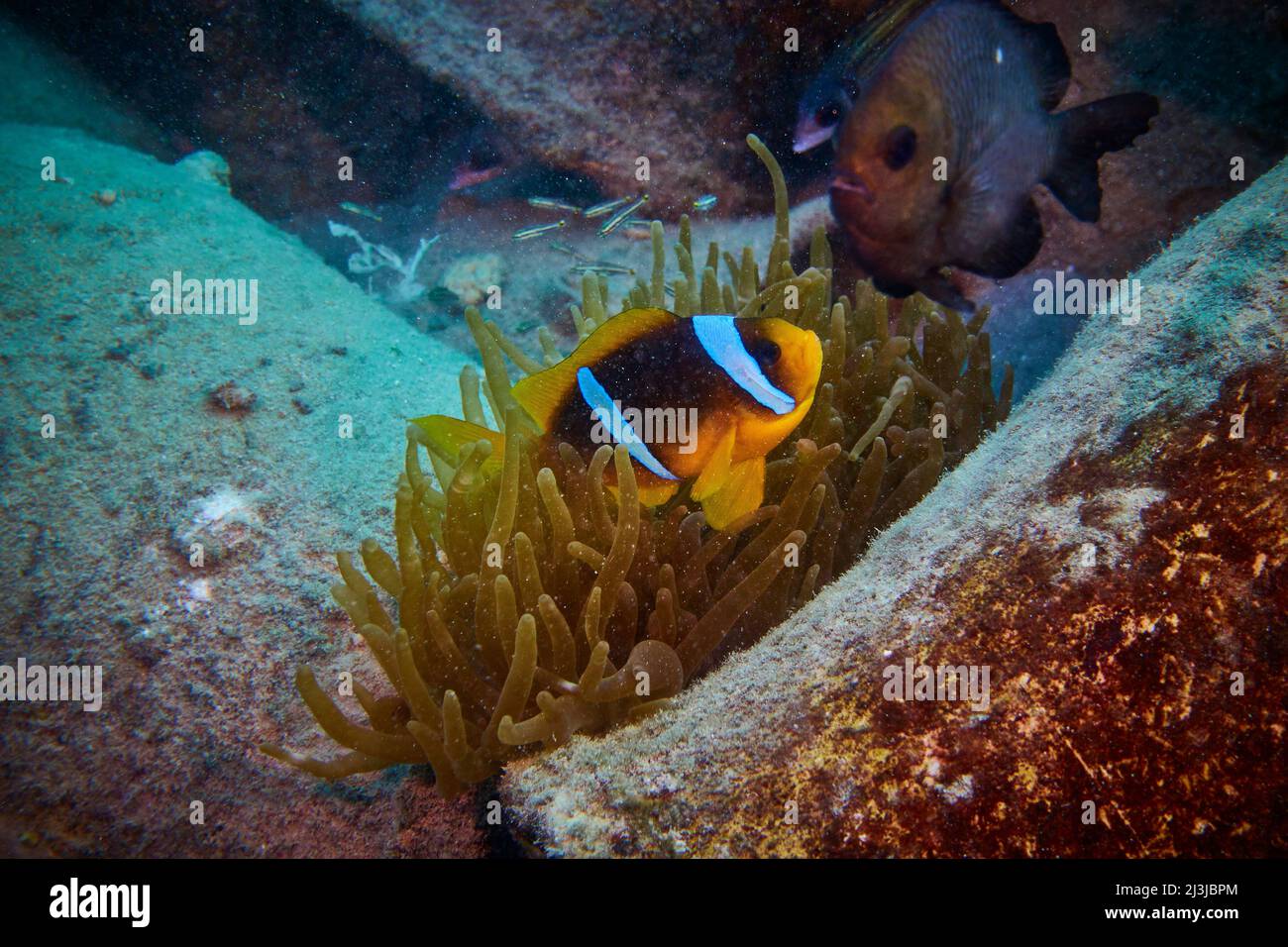 Scuba diving in the Red Sea, Makadi Bay, North Africa, Stock Photo