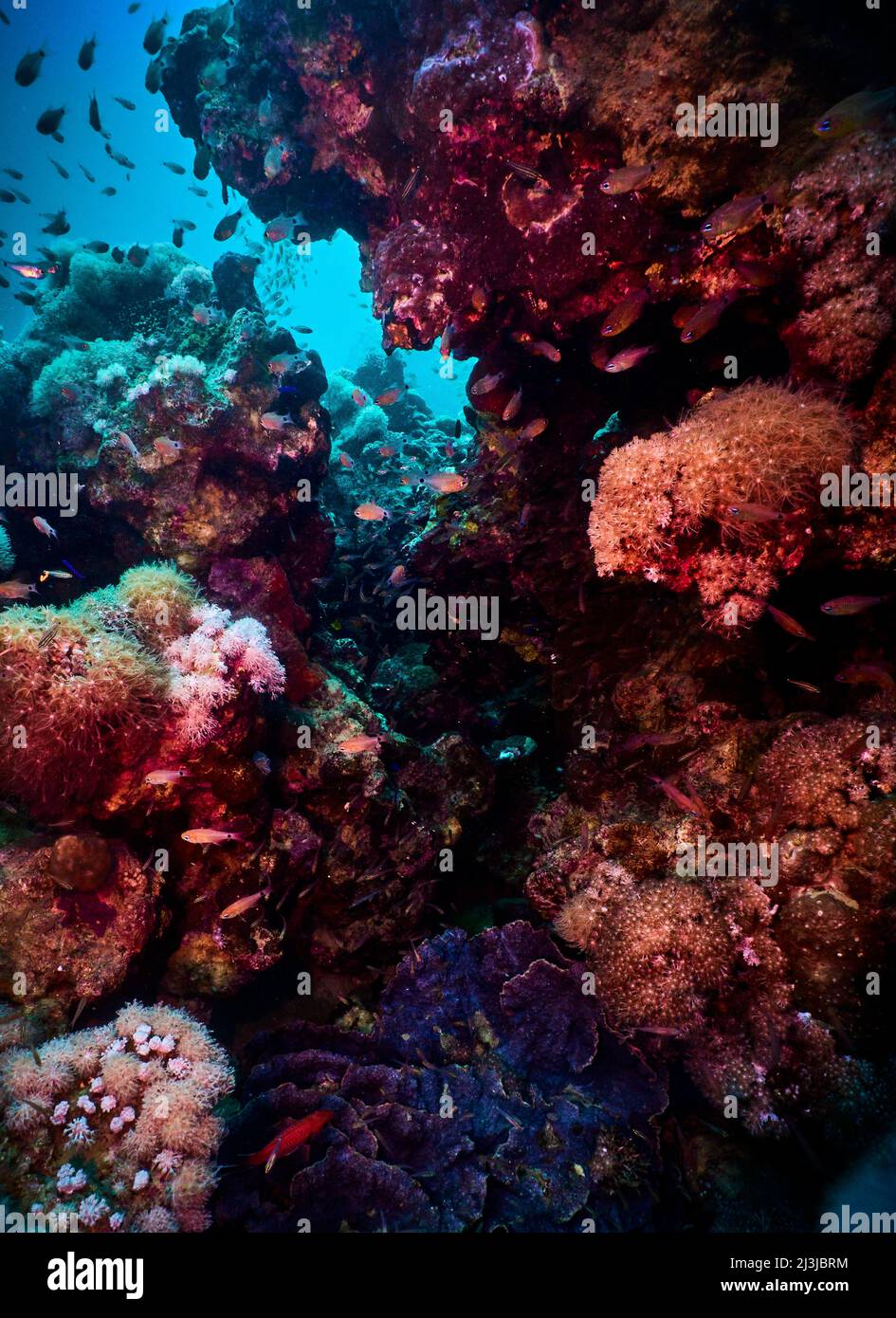 Scuba diving in the Red Sea, Makadi Bay, North Africa, Coral Reef with swarm of fishes, Stock Photo