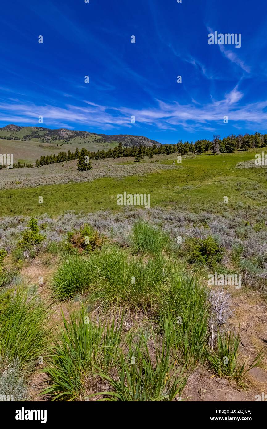 June landscape in Lamar Valley with dramatic clouds overhead, Yellowstone National Park, Wyoming