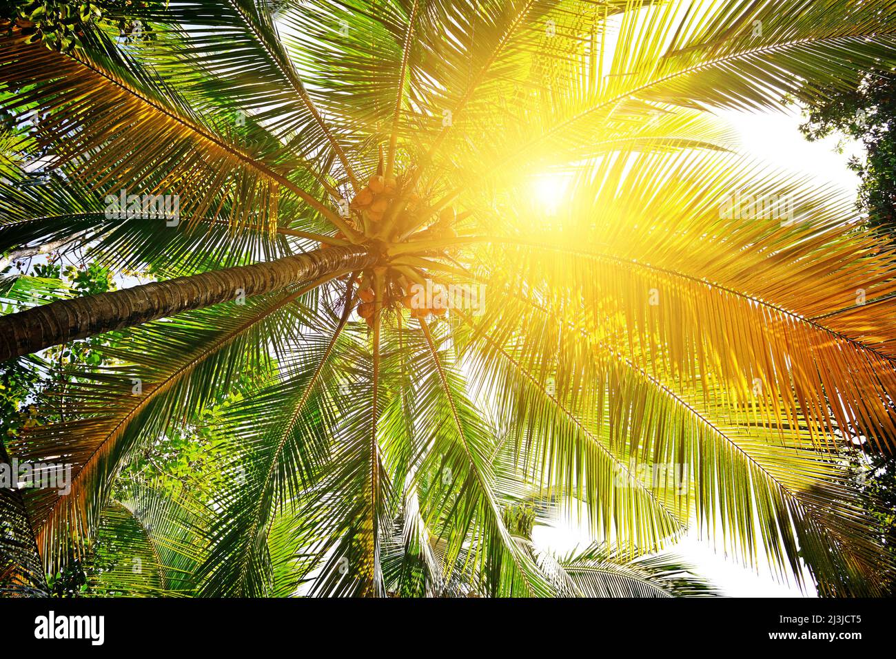 Lush green palm leaves hires stock photography and images Alamy
