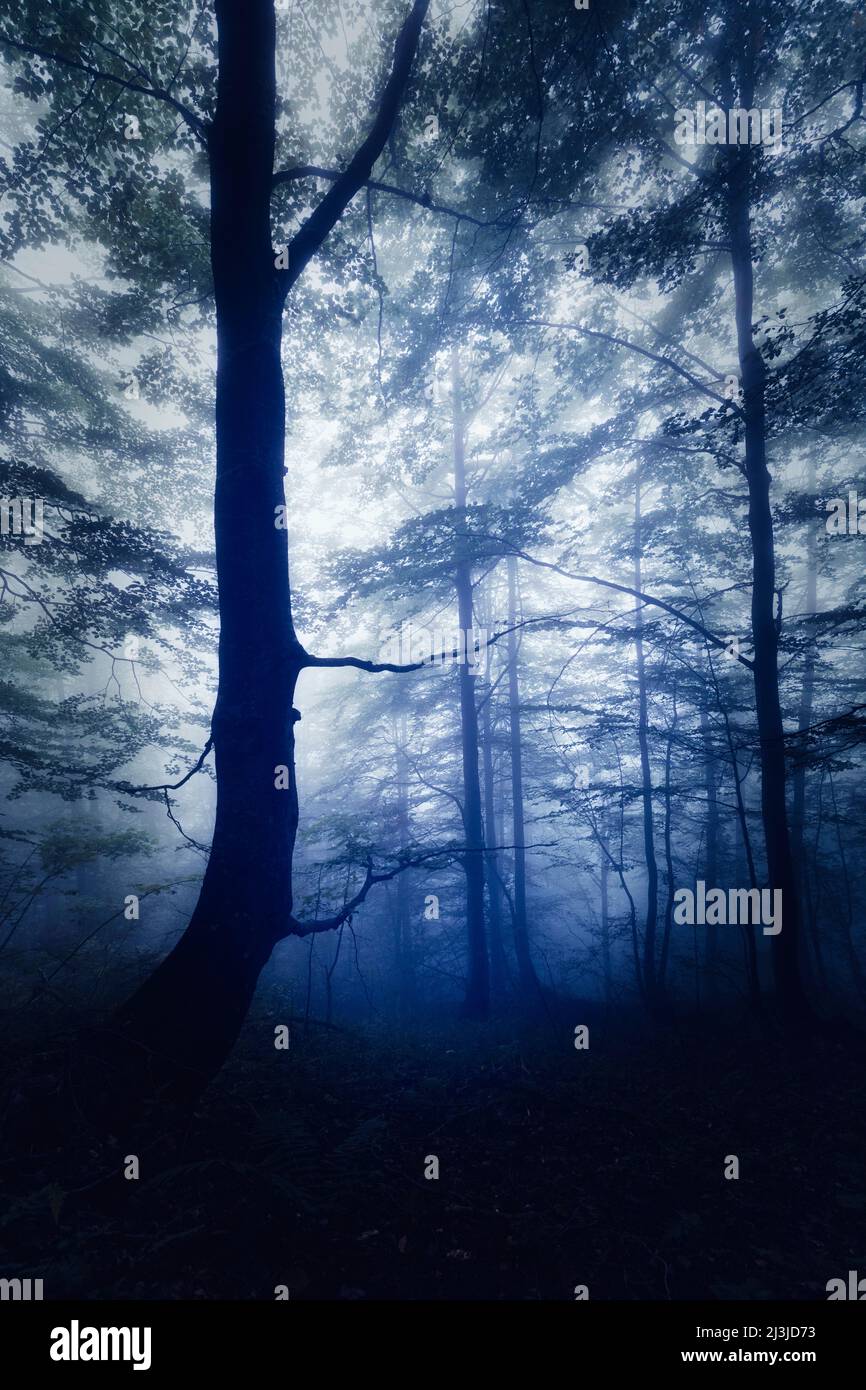 Italy, Veneto, Belluno, Taibon Agordino - hardwood trees undergrowth, dark mood with fog, mysterious, fear, scary Stock Photo