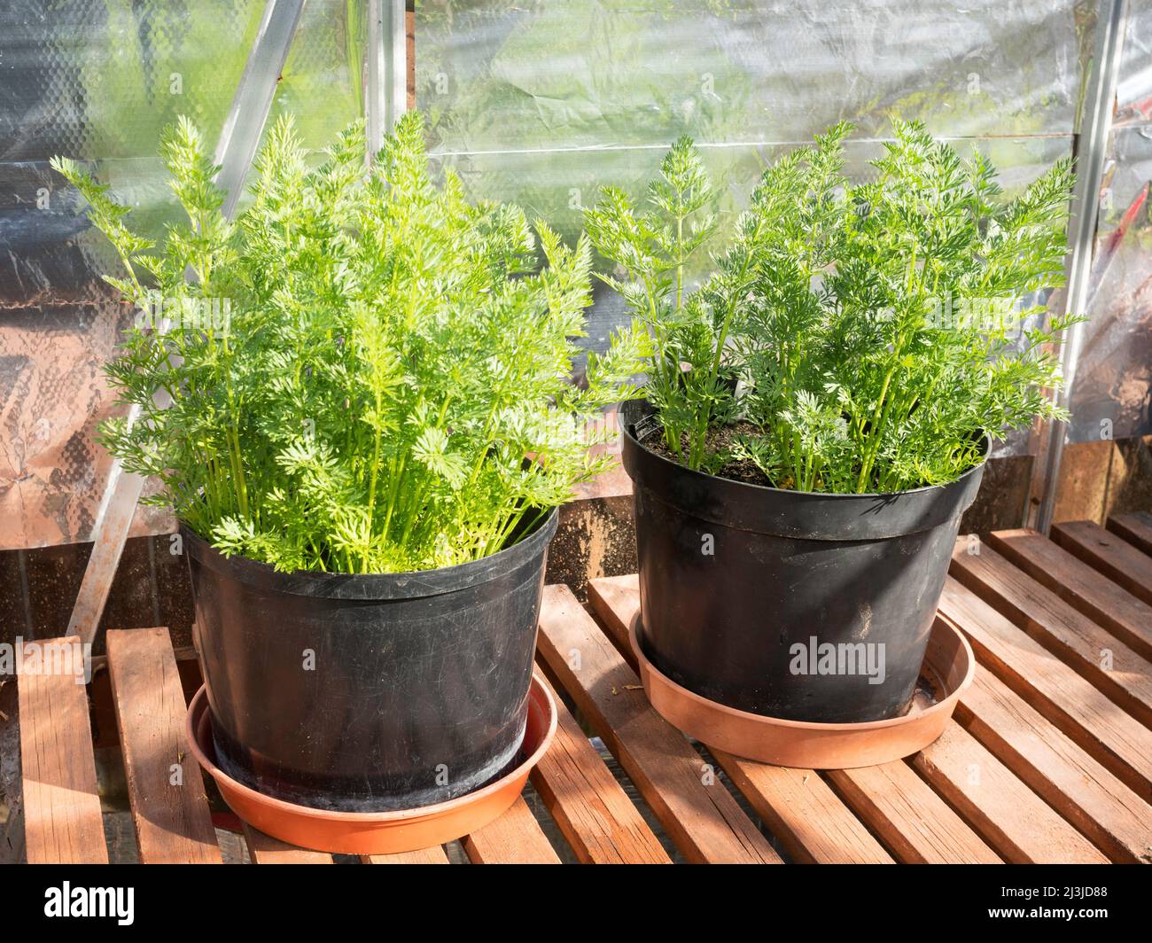 Carrot growing in pots hires stock photography and images Alamy