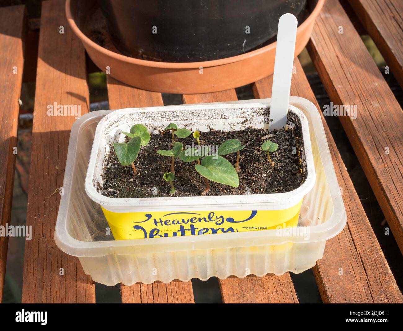 Cyclamen Latinia seedlings grown in recycled plastic food containers, England, UK Stock Photo