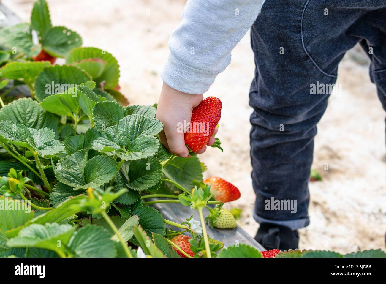 Series of images of family picking their own strawberries. Speaks to healthy lifestyle and increasing interest in eating locally grown produce and community supported agriculture shares. Stock Photo