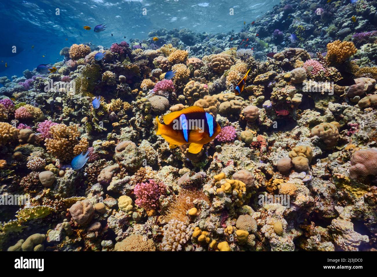 Scuba diving at Coral Reef, Makadi Bay, Hurghada, Egypt, Red Sea Stock Photo