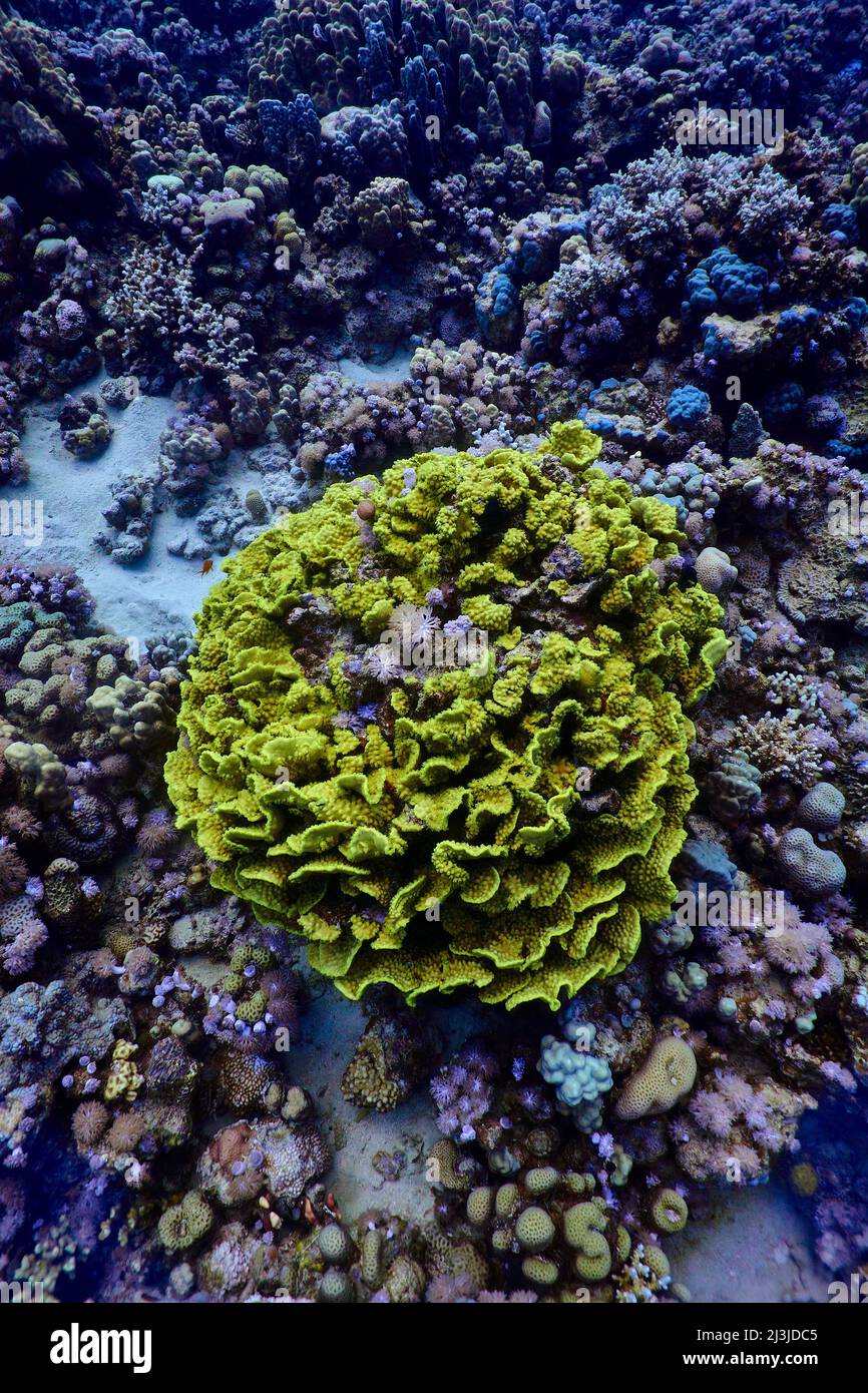 Scuba diving at Coral Reef, Makadi Bay, Hurghada, Egypt, Red Sea, Salad Coral Stock Photo