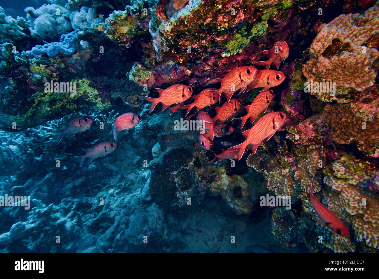 Scuba diving at Coral Reef, Makadi Bay, Hurghada, Egypt, Red Sea, Soldierfish Stock Photo