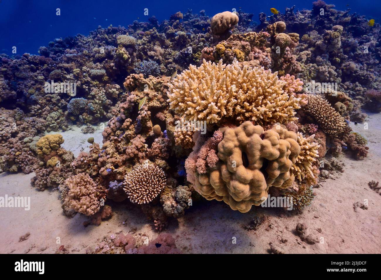 Scuba diving at Coral Reef, Makadi Bay, Hurghada, Egypt, Red Sea Stock Photo