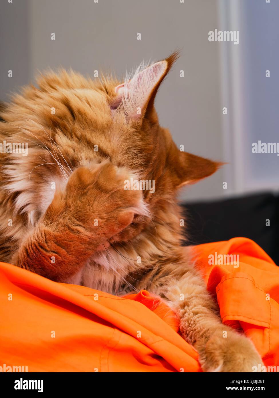 A Ginger Maine Coon cat grooming his paw on an orange bean bag chair