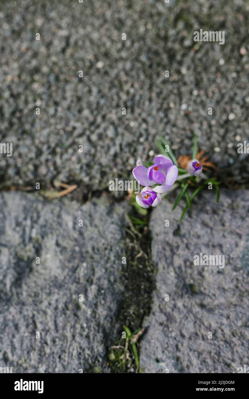 Crocuses from above between the joints of a stone floor in Germany Stock Photo