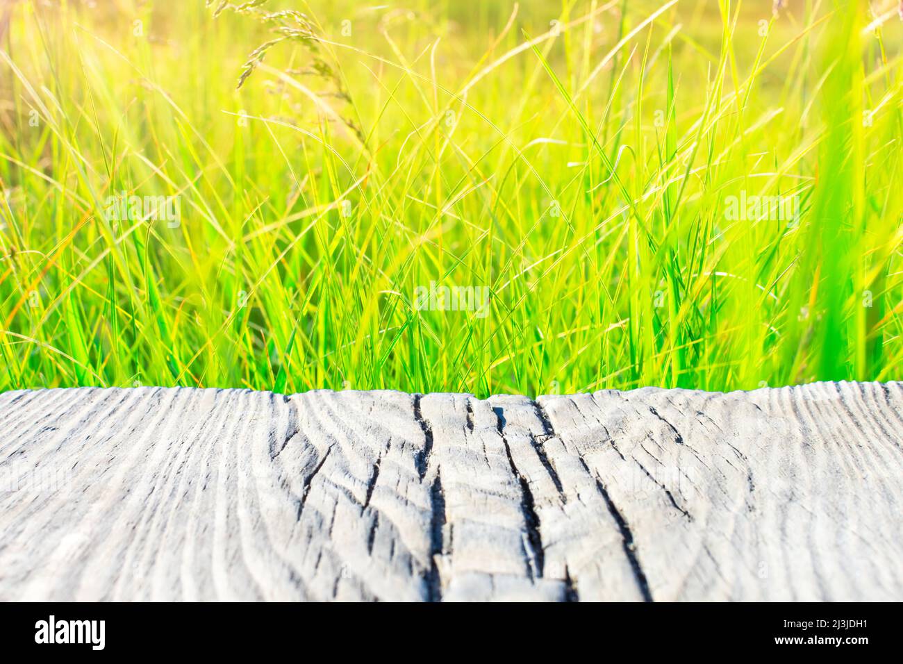 Old wooden plank on a blurred yellow-green leafy background. Place for  text, basis for postcards Stock Photo - Alamy
