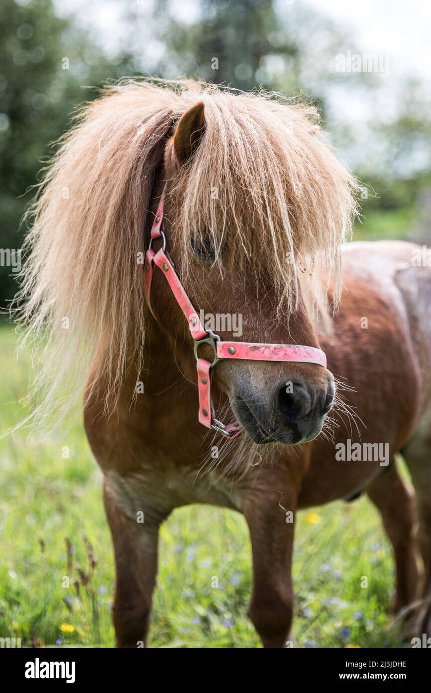 Mini pony hi-res stock photography and images - Alamy