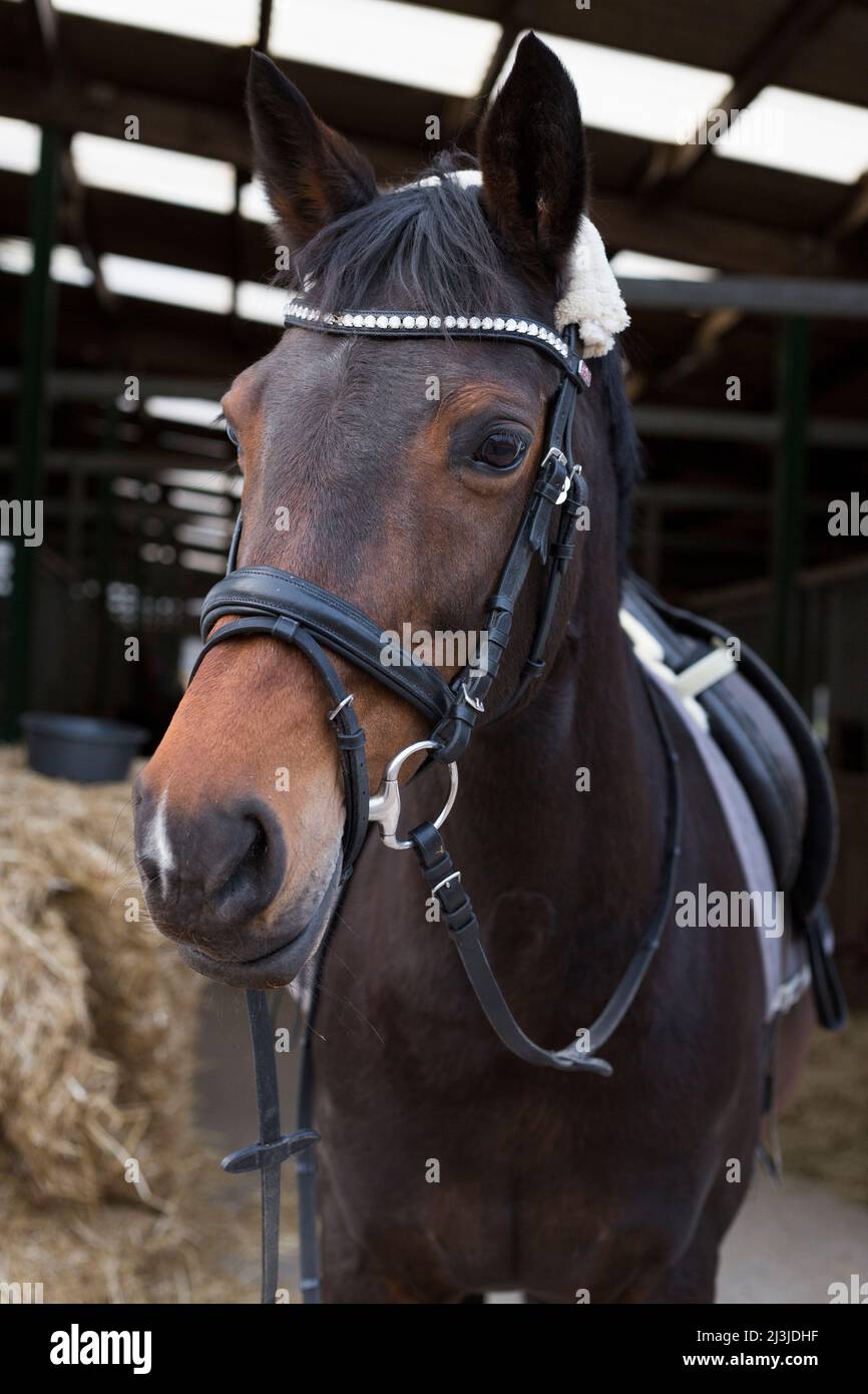 Horse with saddle and bridle alone in the stable alley Stock Photo