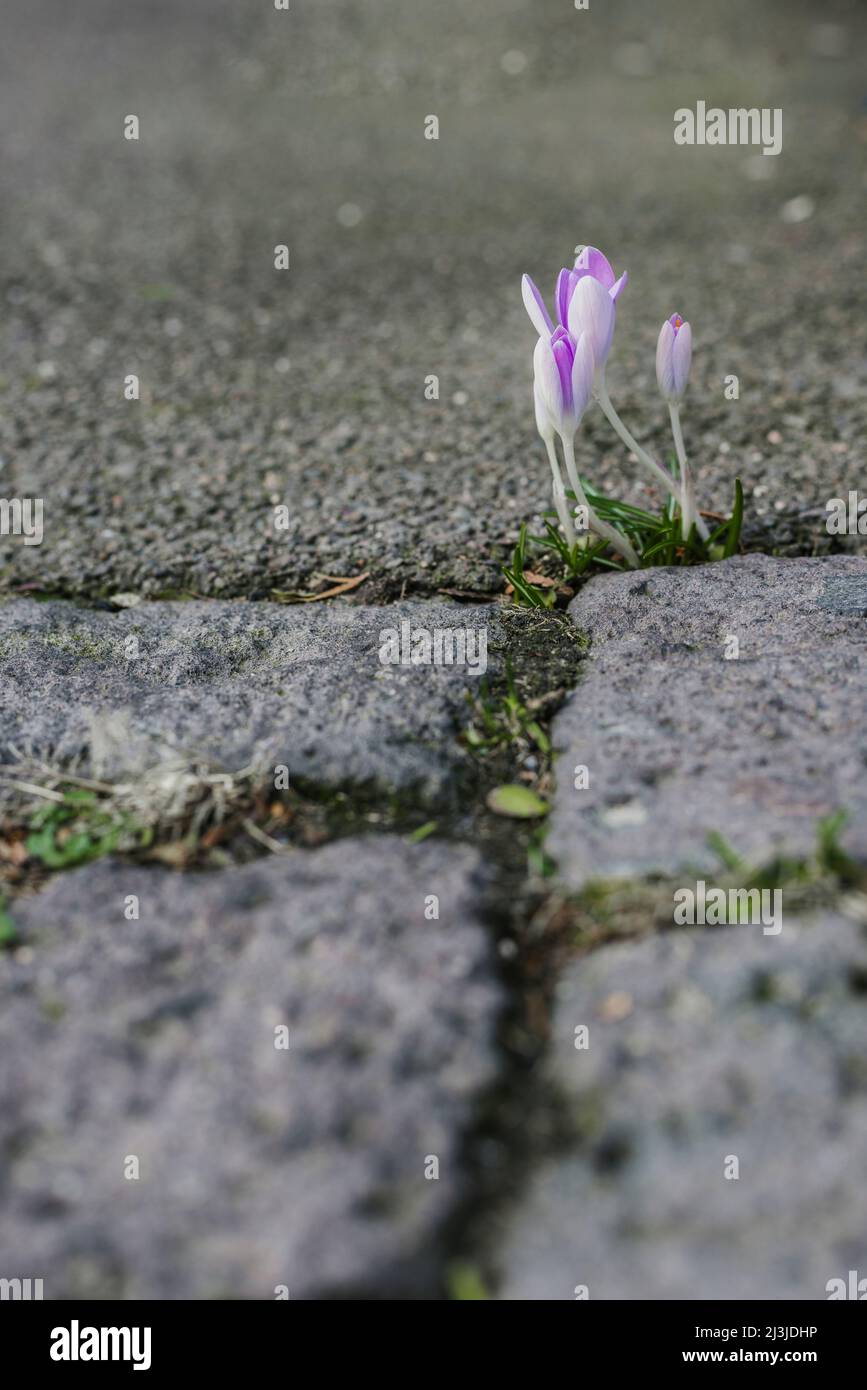Crocuses grow between the joints of a stone floor in Germany Stock Photo