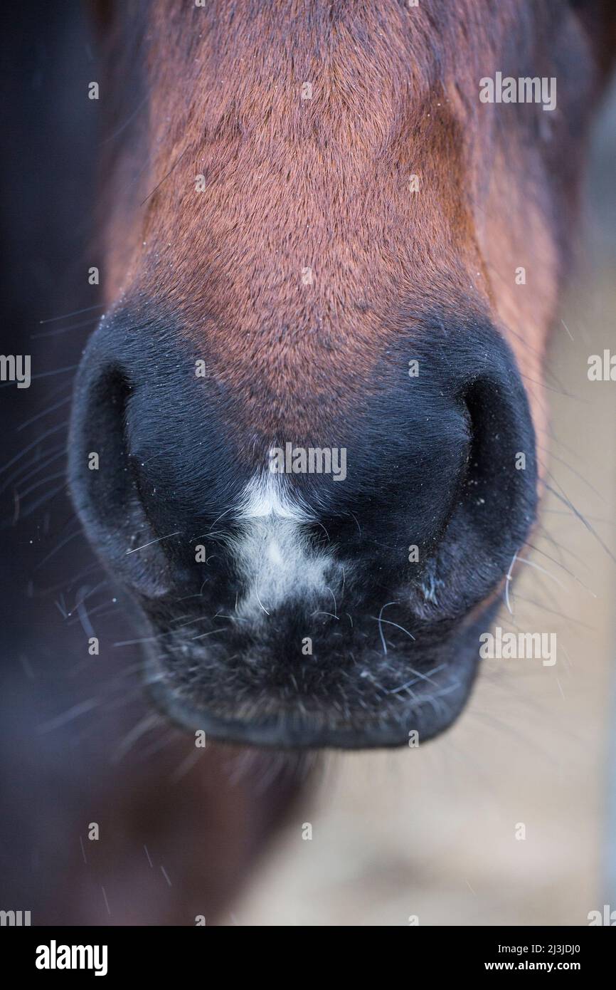 Horse nostrils dust hi-res stock photography and images - Alamy
