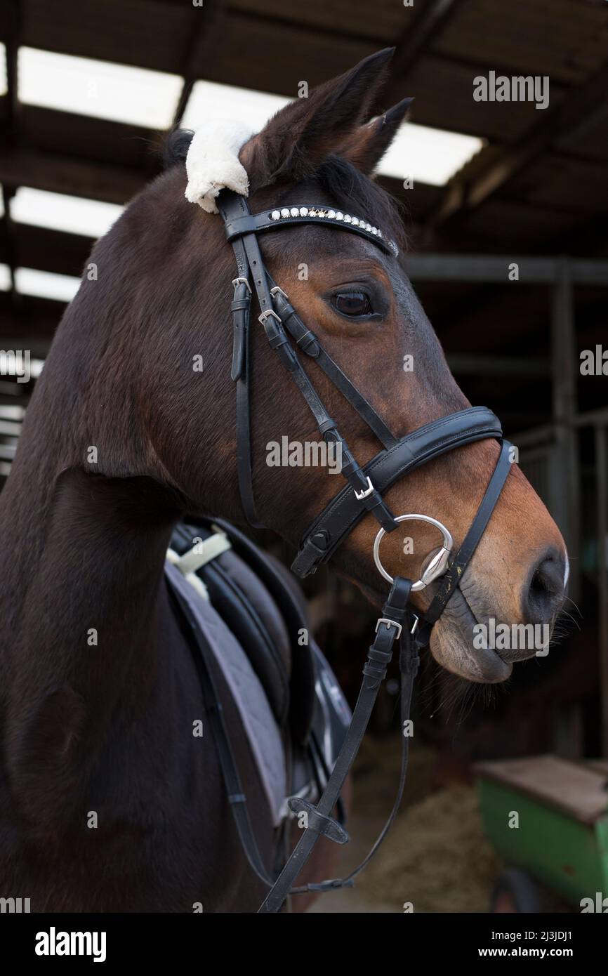 Horse with saddle and bridle in stable alley Stock Photo