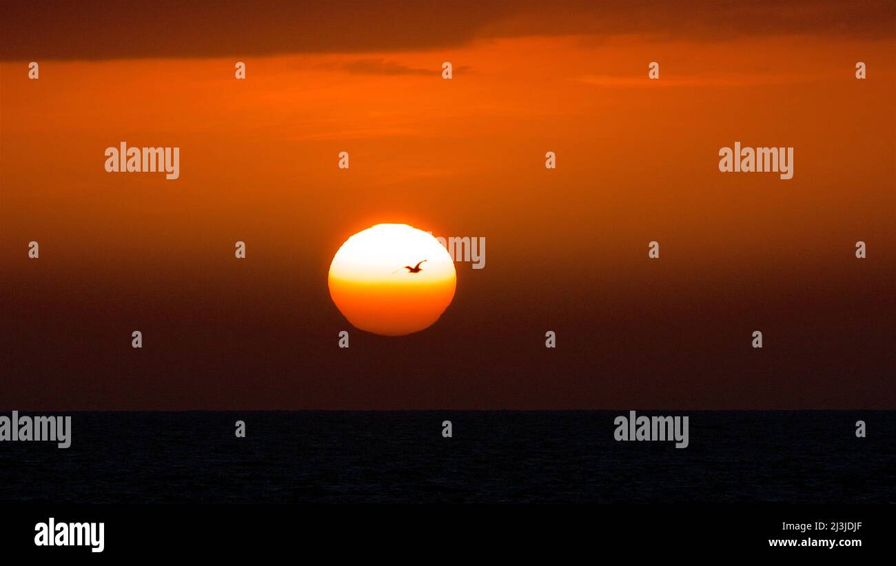 Spain, Canary Islands, Fuerteventura, El Jable dune area, sunrise, seagull in flight, orange sky, dark, lightly moving sea Stock Photo