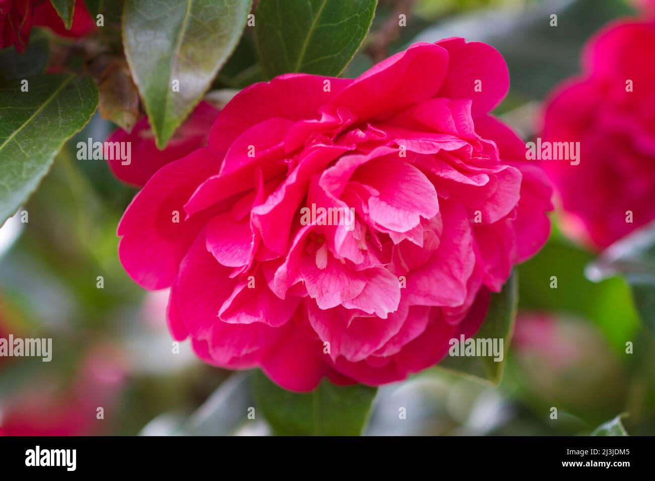 Flower camellia japonica hi-res stock photography and images - Alamy