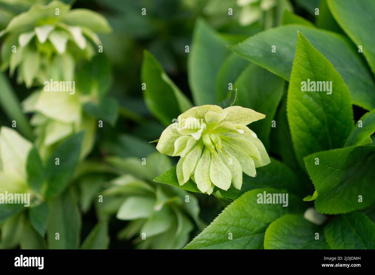 Green Hellebore Plant