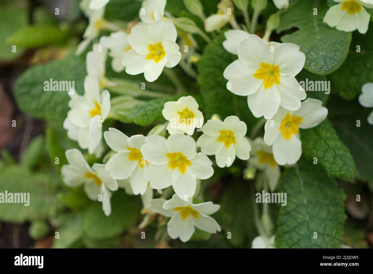 Primula vulgaris, common primrose in flower spring UK Stock Photo