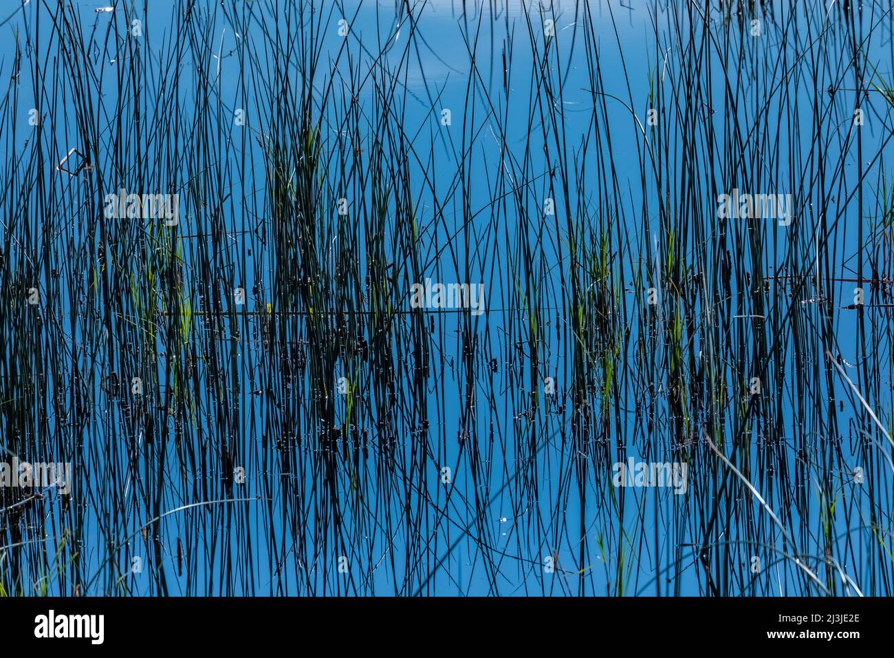 Aquatic patterns hi-res stock photography and images - Alamy