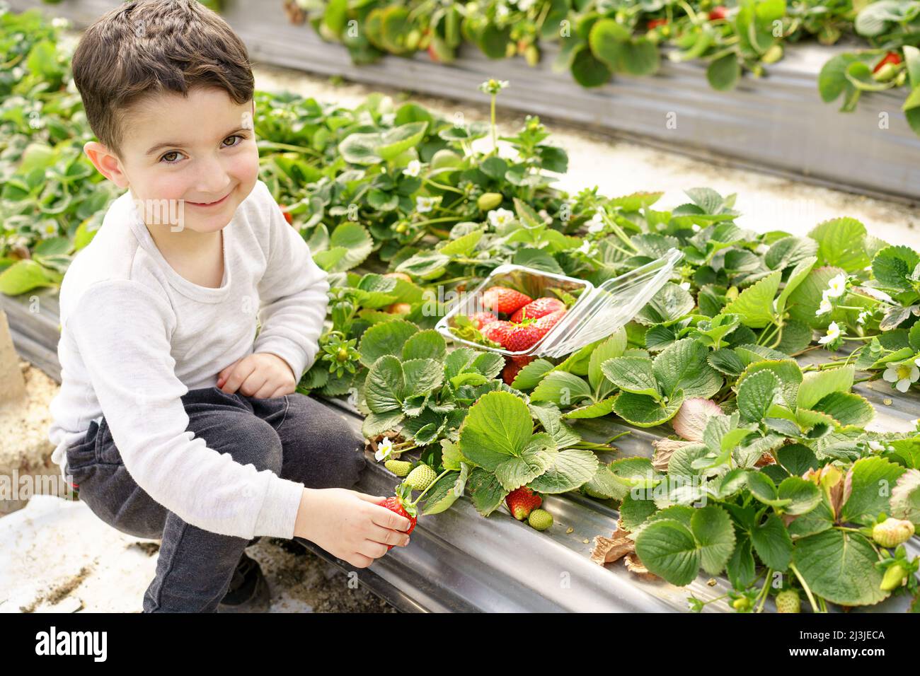 Child picking strawberries.Little funny boy pick fresh fruit on organic strawberry farm.Children gardening and harvesting.Toddler kid eating healthy berry.Outdoor family summer fun in the cottagecore. Stock Photo