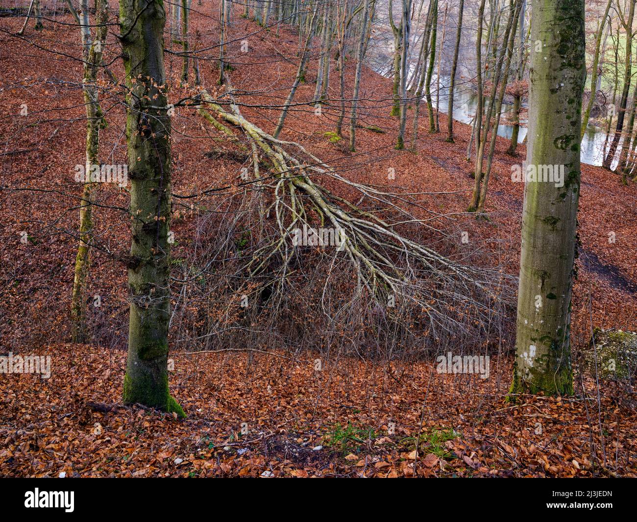 Late winter in the Aper gorge between Schöngeising and Grafrath, Stock Photo