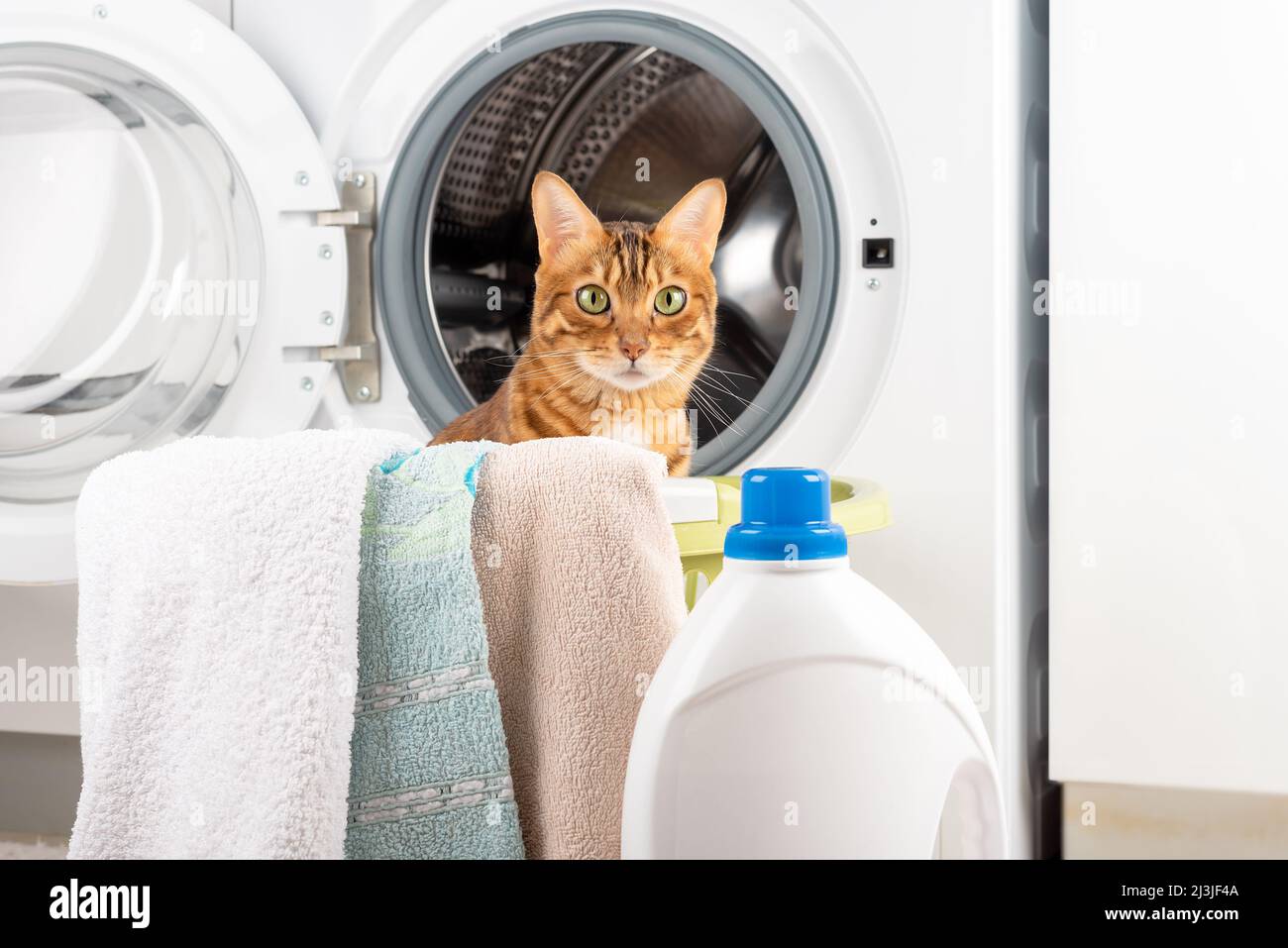 Bengal cat with dirty laundry at the electric washing machine in the house. Stock Photo