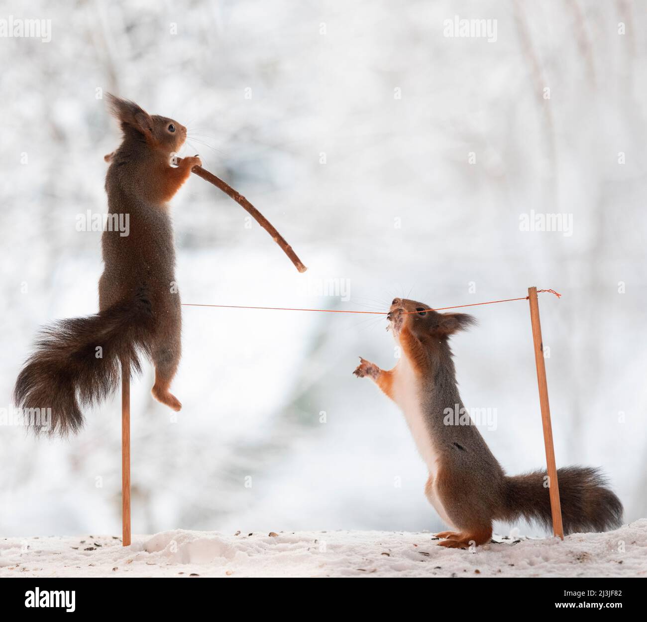Walking a balance beam or slack line hi-res stock photography and ...
